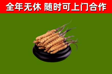 西湖区回收冬虫夏草